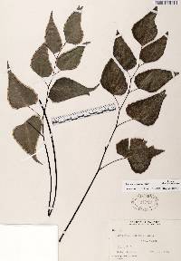 Adiantum seemannii image