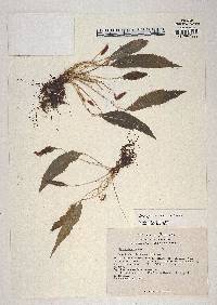 Elaphoglossum lanceum image