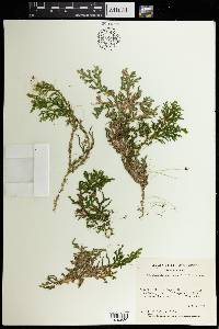 Selaginella subrugosa image