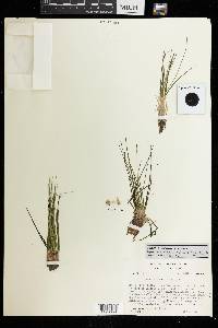 Isoetes orcuttii image