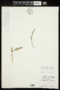 Botrychium pallidum image