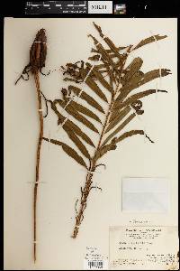 Plenasium vachellii image