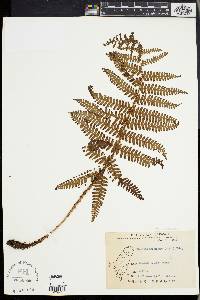 Dryopteris apiciflora image