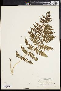 Athyrium angustum image