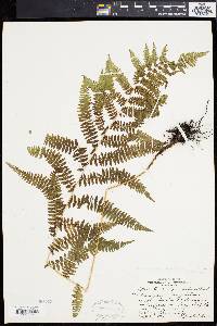 Athyrium angustum image