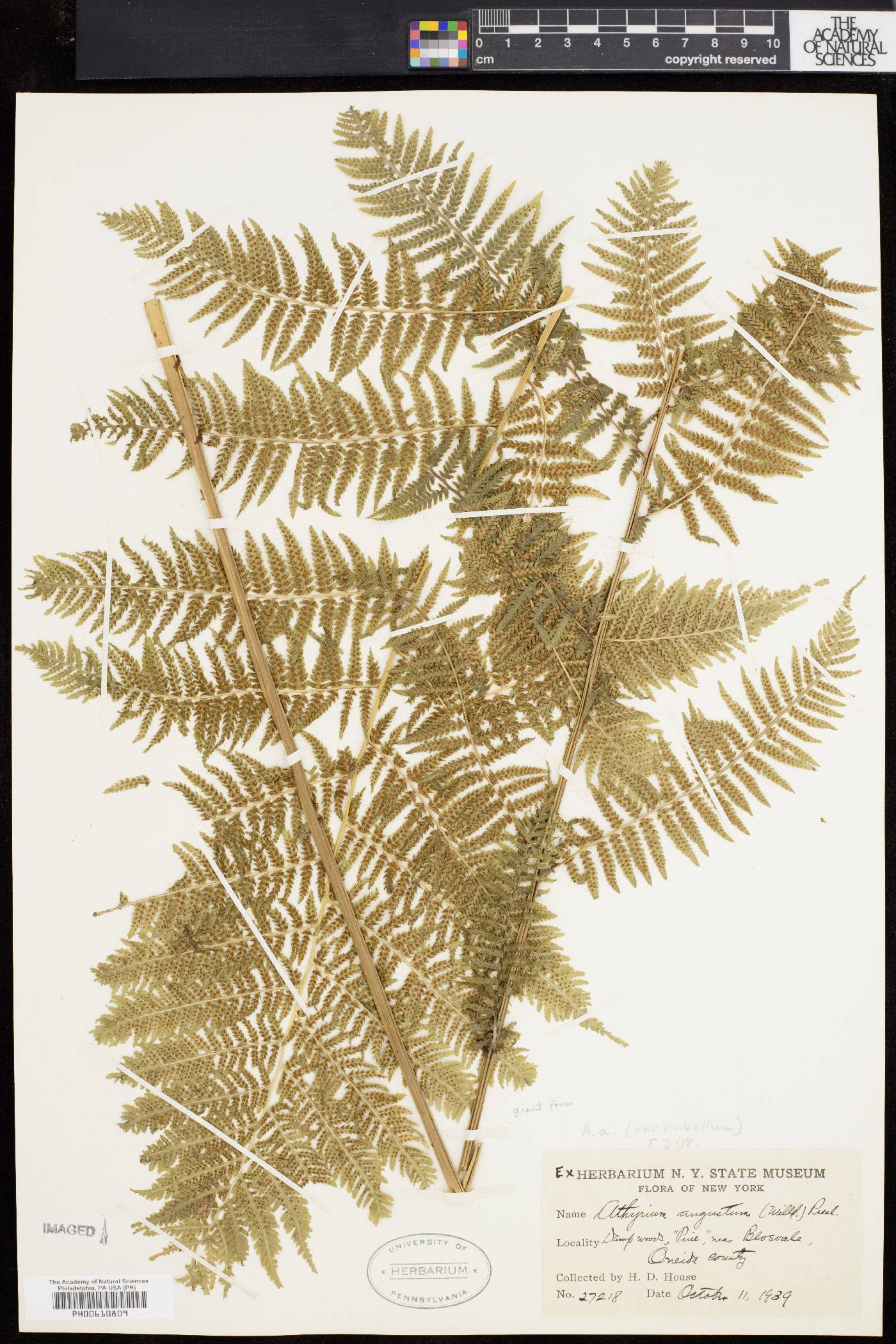 Athyrium angustum image