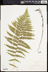 Athyrium angustum image