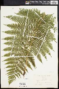 Athyrium angustum image