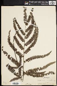 Adiantum pyramidale image