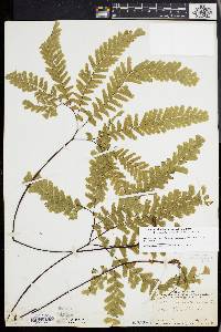 Adiantum aleuticum image