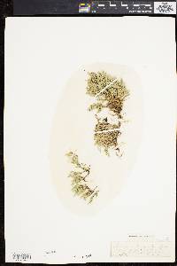 Selaginella rupestris image