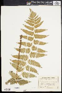 Dryopteris clintoniana image