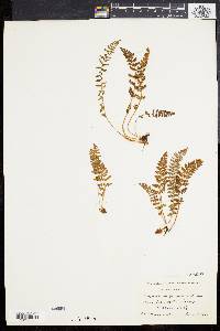 Dryopteris fragrans image