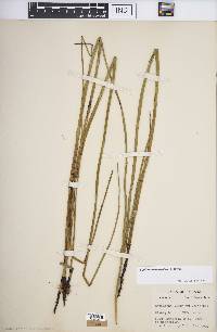 Equisetum laevigatum image