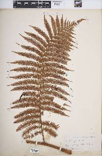 Cyathea arborea image