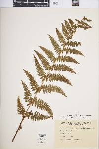 Dennstaedtia punctilobula image