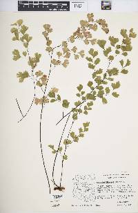 Adiantum capillus-veneris image