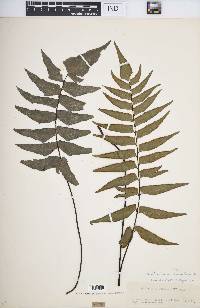 Adiantum lucidum image