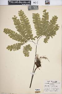 Adiantum pedatum image