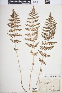 Woodsia obtusa image