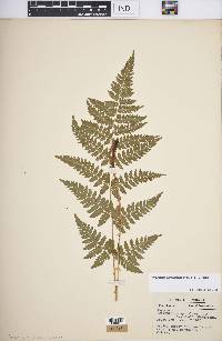 Dryopteris carthusiana image