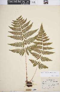 Dryopteris carthusiana image