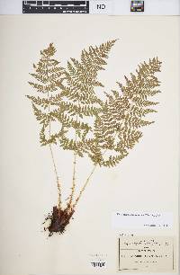 Dryopteris cinnamomea image