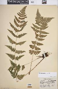 Dryopteris cristata image