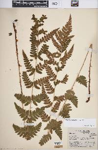 Dryopteris cristata image