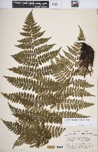 Dryopteris intermedia image