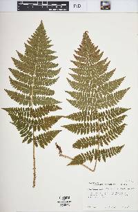 Dryopteris intermedia image