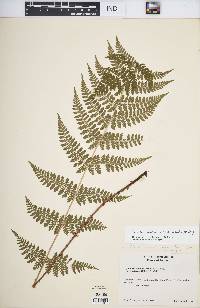 Dryopteris intermedia image