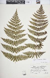 Dryopteris intermedia image