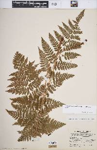 Dryopteris intermedia image