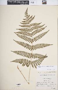 Dryopteris intermedia image