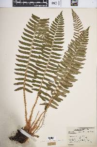 Polystichum acrostichoides image