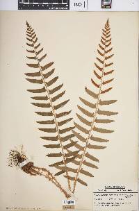 Polystichum acrostichoides image