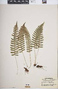 Polypodium virginianum image