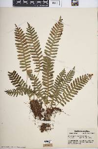 Polypodium virginianum image