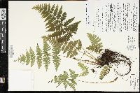 Dryopteris maxonii image