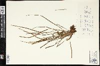 Vittaria graminifolia image