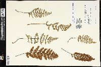 Myriopteris cucullans image