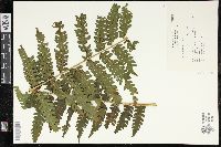 Pteris podophylla image