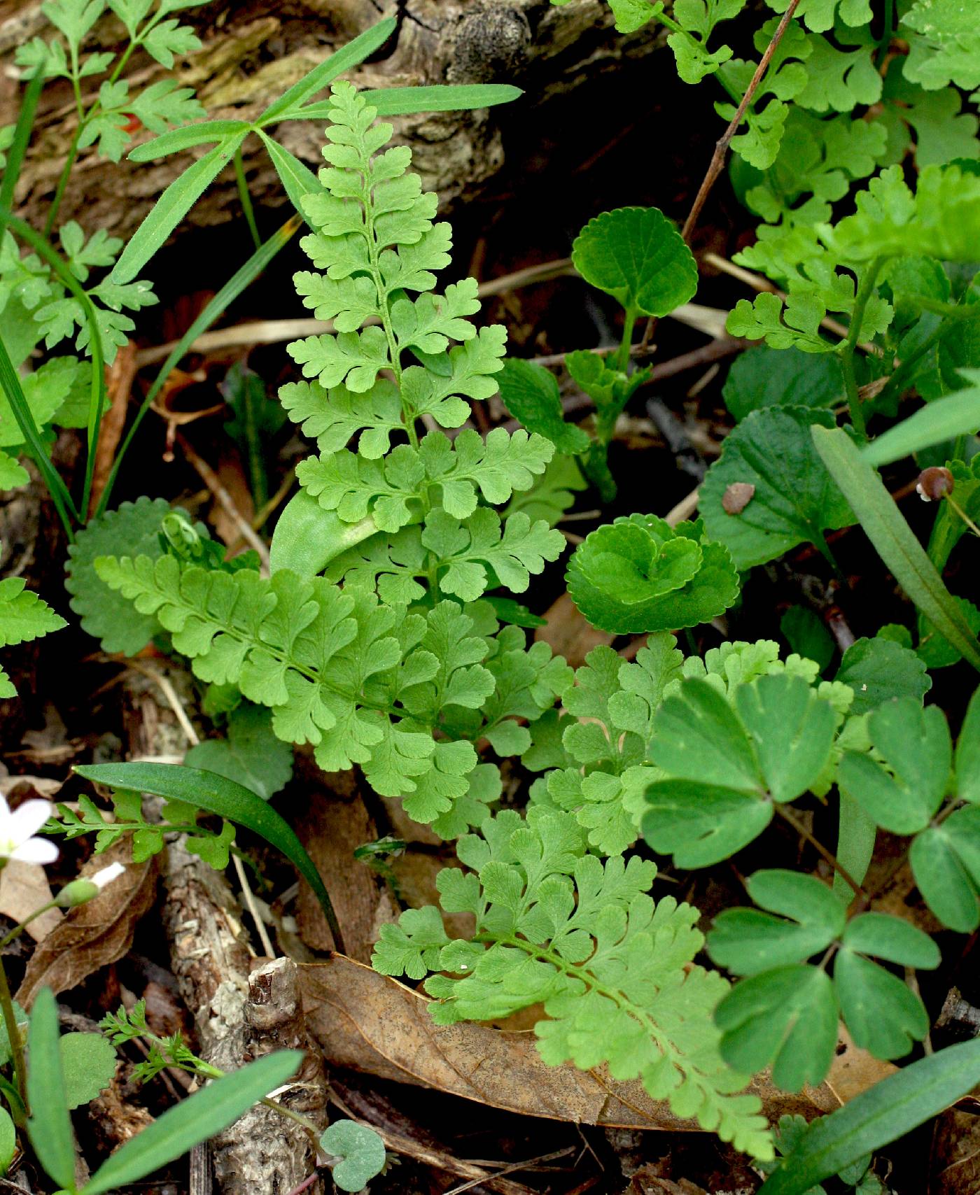 Image of Cystopteris protrusa