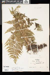 Athyrium asplenioides image