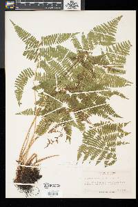 Athyrium asplenioides image