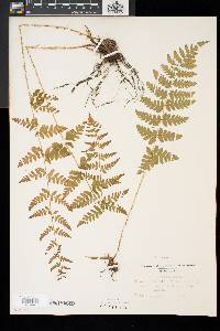 Dryopteris boottii image