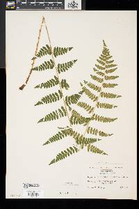 Dryopteris boottii image