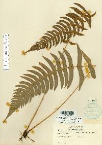 Blechnum appendiculatum image