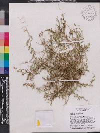 Selaginella plumieri image